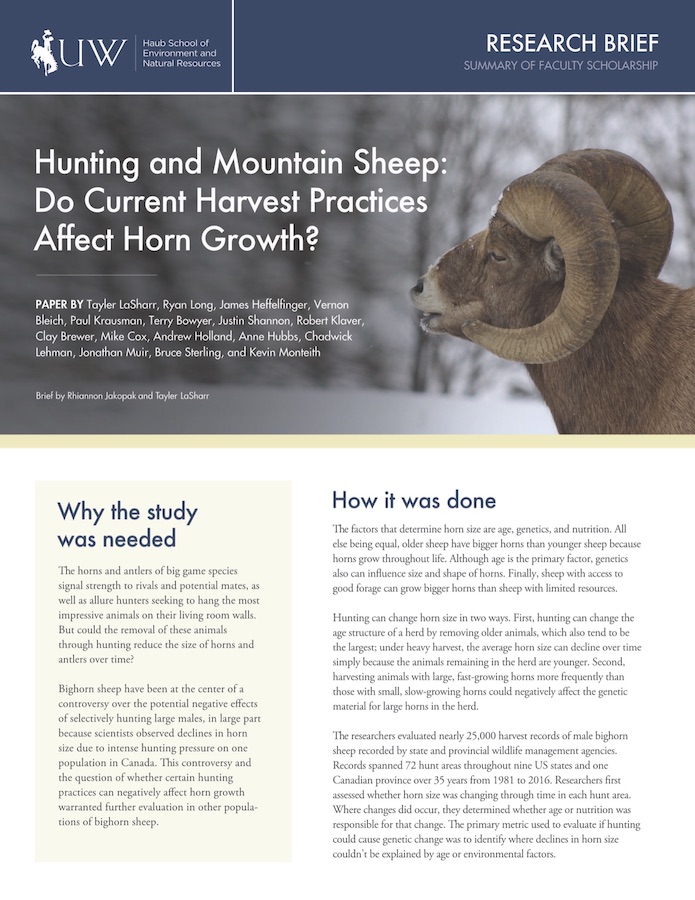 Thumbnail image of research brief cover with words "Hunting and Mountain Sheep: Do Current Harvest Practices Affect Horn Growth?"