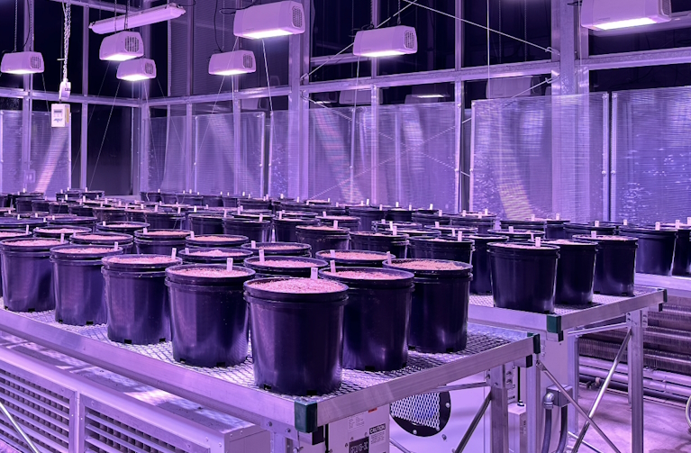 pots under purple light