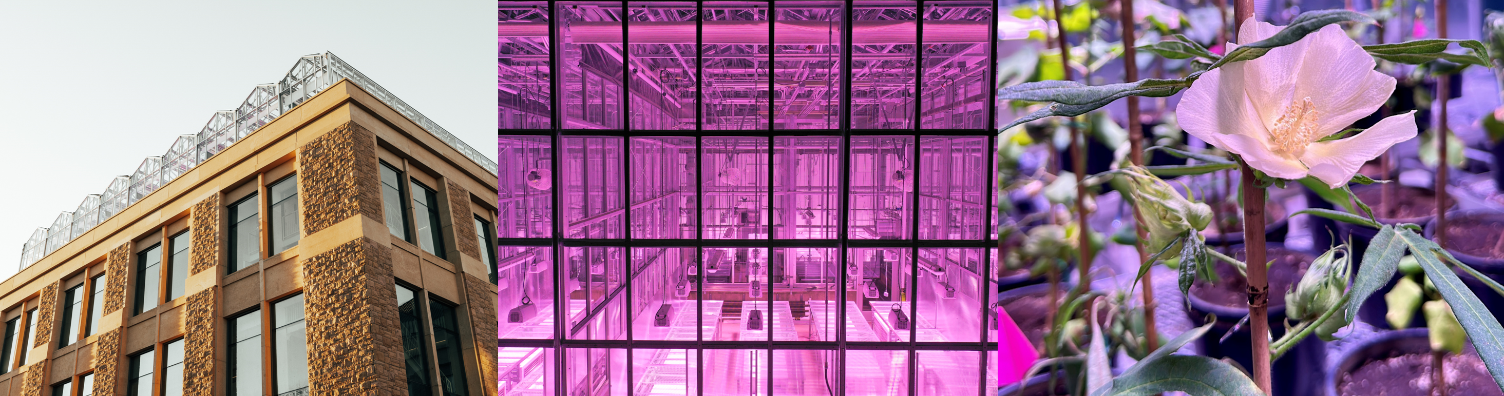 Greenhouse bays from outside; interior of greenhouse bays with pink light; plants on greenhouse bay bench with artificial light