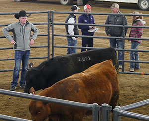 people looking at bulls in a pen