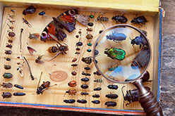 Box of insects with magnifying glass.
