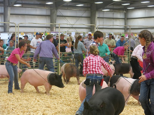 youth competing in showmanship contest