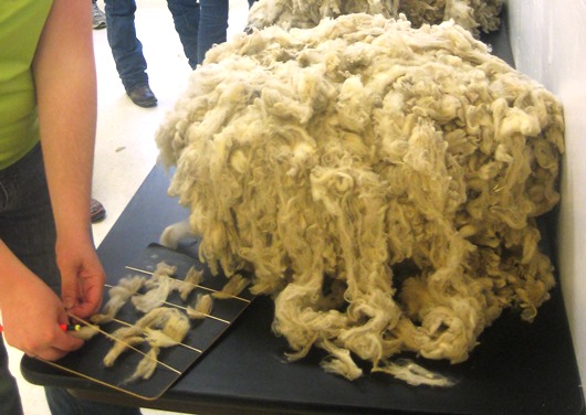 youth competing in wool judging contest