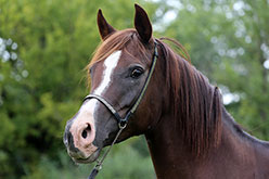 Brown horse wearing a bridle with green trees in background.