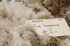 Wool fleece with card
