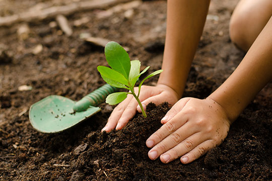 child hands with shovel planting a plant