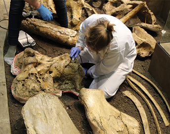 person surrounded by fossilized bones