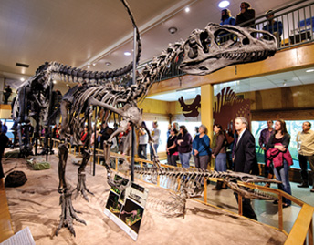 fossil dinosaur exhibit