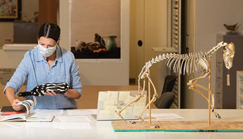 person working with specimen in room with animal skeleton