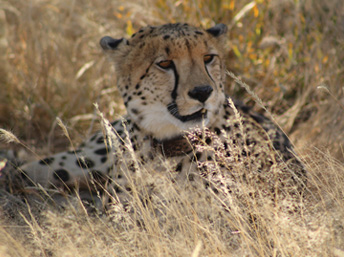 cheetah lying in the grass