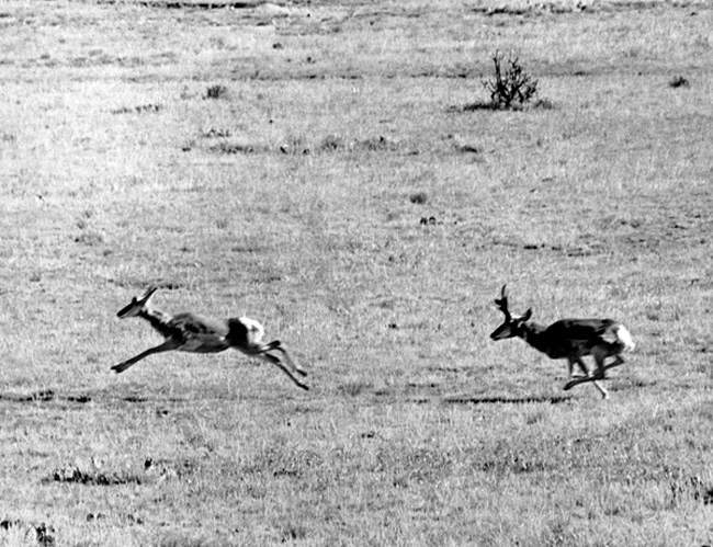 Pronghorn--fastest animal in North America.