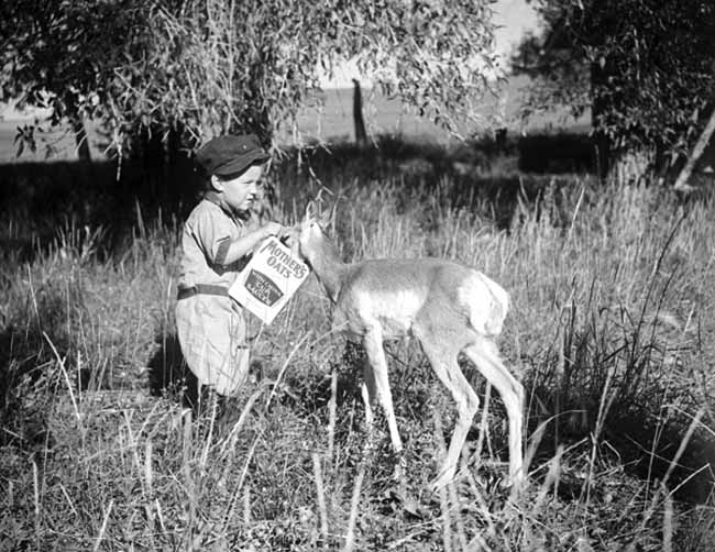 Boy feeding pronghorn, ca. 1930s.