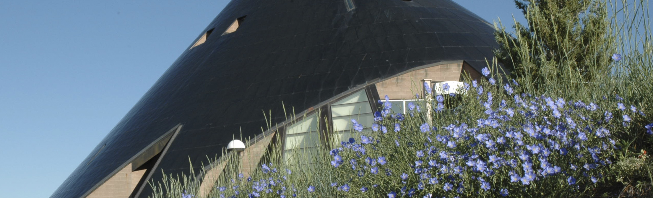 American Heritage Center cone building in background, blue flax in foreground