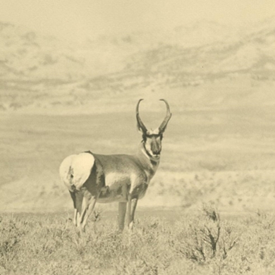 more-pronghorn