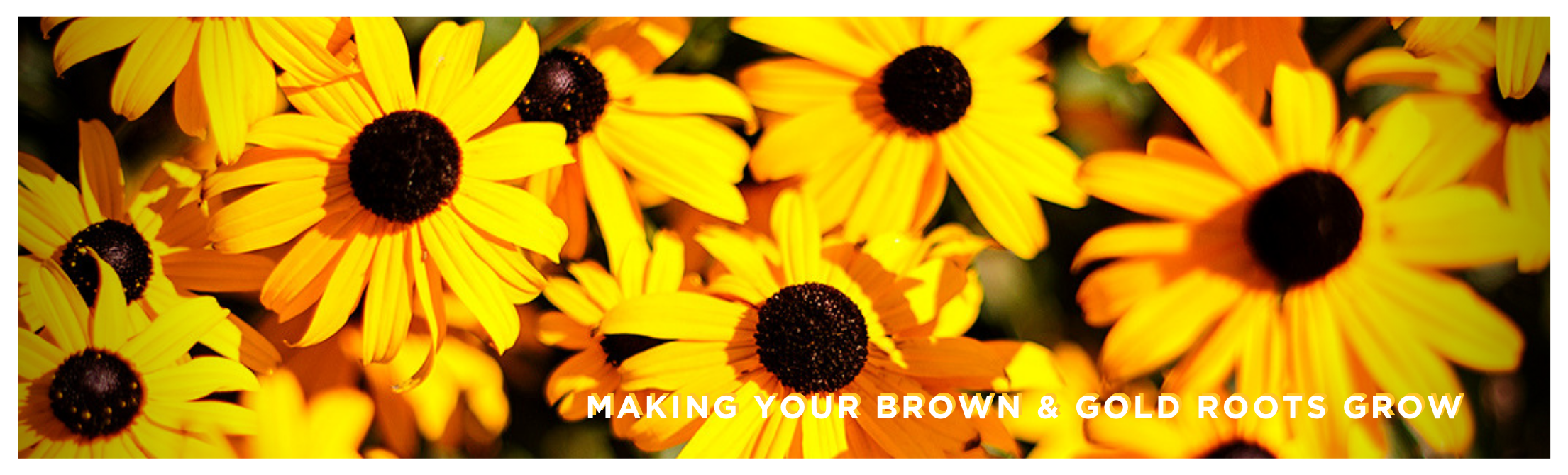 Brown-eyed Susans