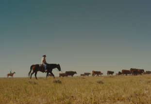 people riding horses and working cattle on Wyoming range