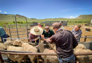 people working sheep