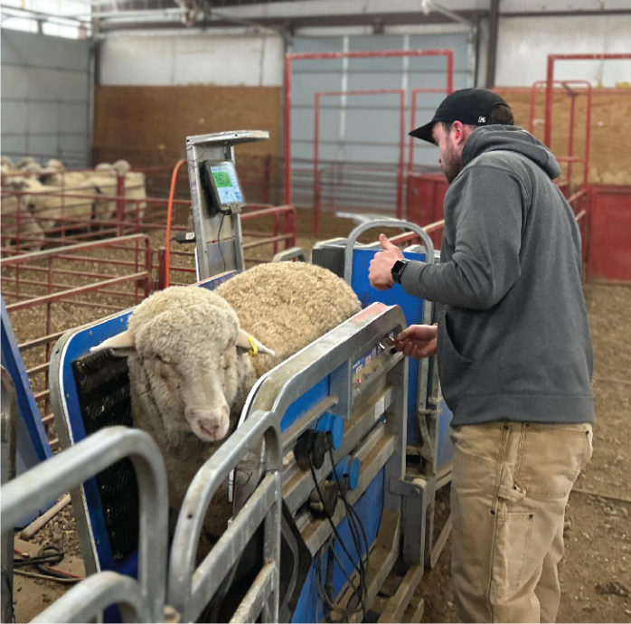 Student weiging ewe