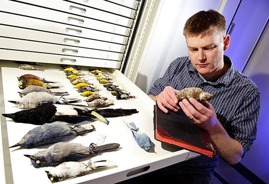 professor examining preserved birds
