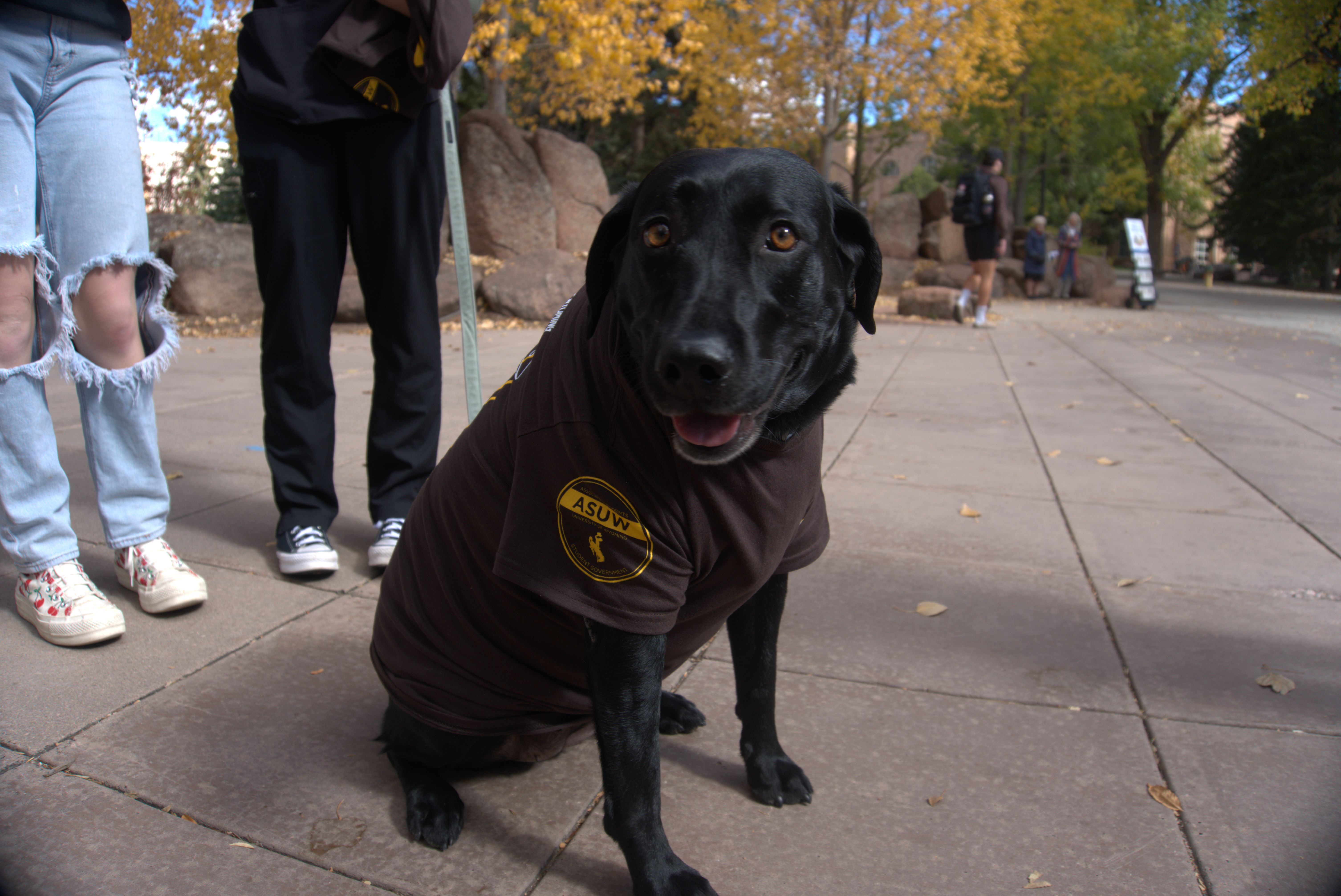 A cute black dog wearing the ASUW homecoming T-Shirt