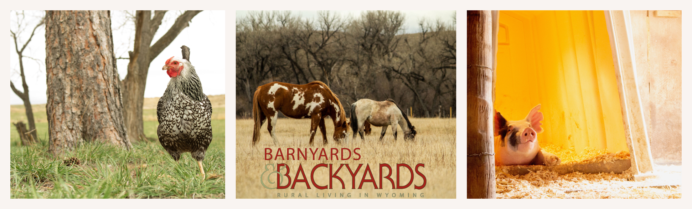 Barnyards & Backyards Masthead, Chicken, two horses, and a pig