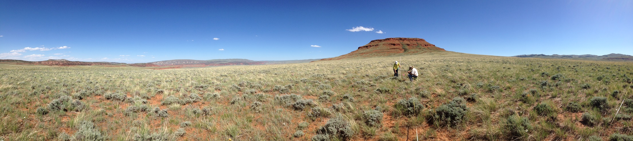 Panorama view of the forest