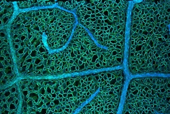 Image of research 