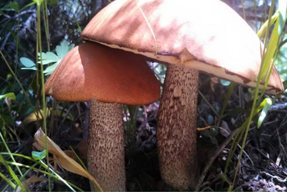 Image of fungus