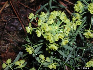 Euphorbia cyparissias