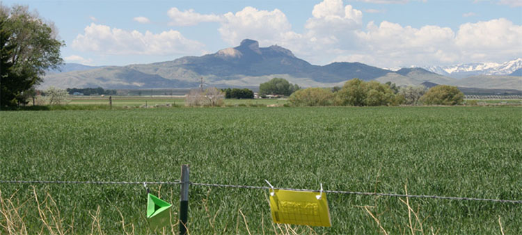 Insect traps hang outside Cody, WY as part of the Small Grains Commodity Survey