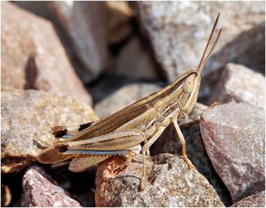 Striped grasshopper (Amphitornus coloradus)