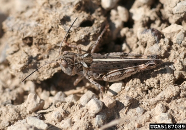 Bigheaded Grasshopper (Aulocara elliotti)