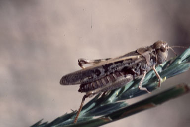 Clearwinged Grasshopper (Camnula pellucida)
