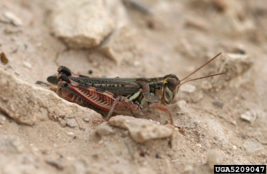 Flabellate Grasshopper (Melanoplus occidentalis)