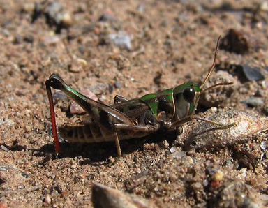 Fourspotted Grasshopper (Phlibostroma quadrimaculatum)