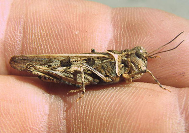 Kiowa Grasshopper (Trachyrhachys kiowa)