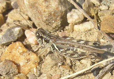 Little Spurthroated Grasshopper (Melanoplus infantilis)
