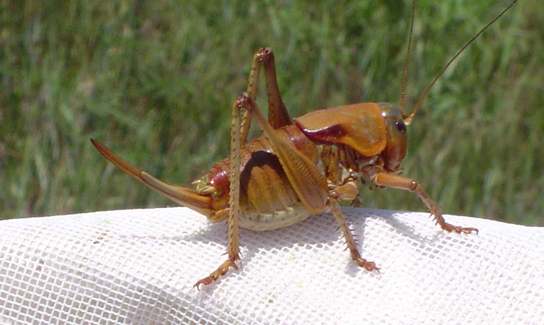 Mormon Cricket (Anabrus simplex)