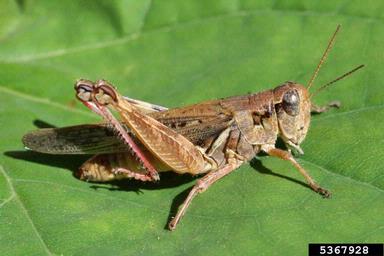 Redlegged Grasshopper (Melanoplus femurrubrum)