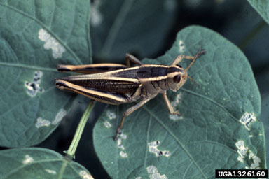 Twostriped Grasshopper (Melanoplus bivittatus)