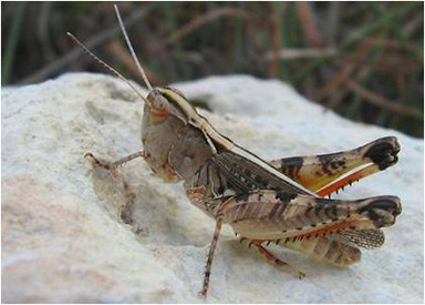 Whitewhiskered Grasshopper (Agenotettix deorum)