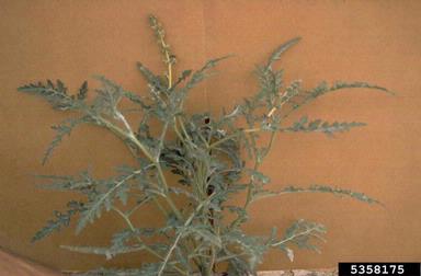 skeletonweed Bursage