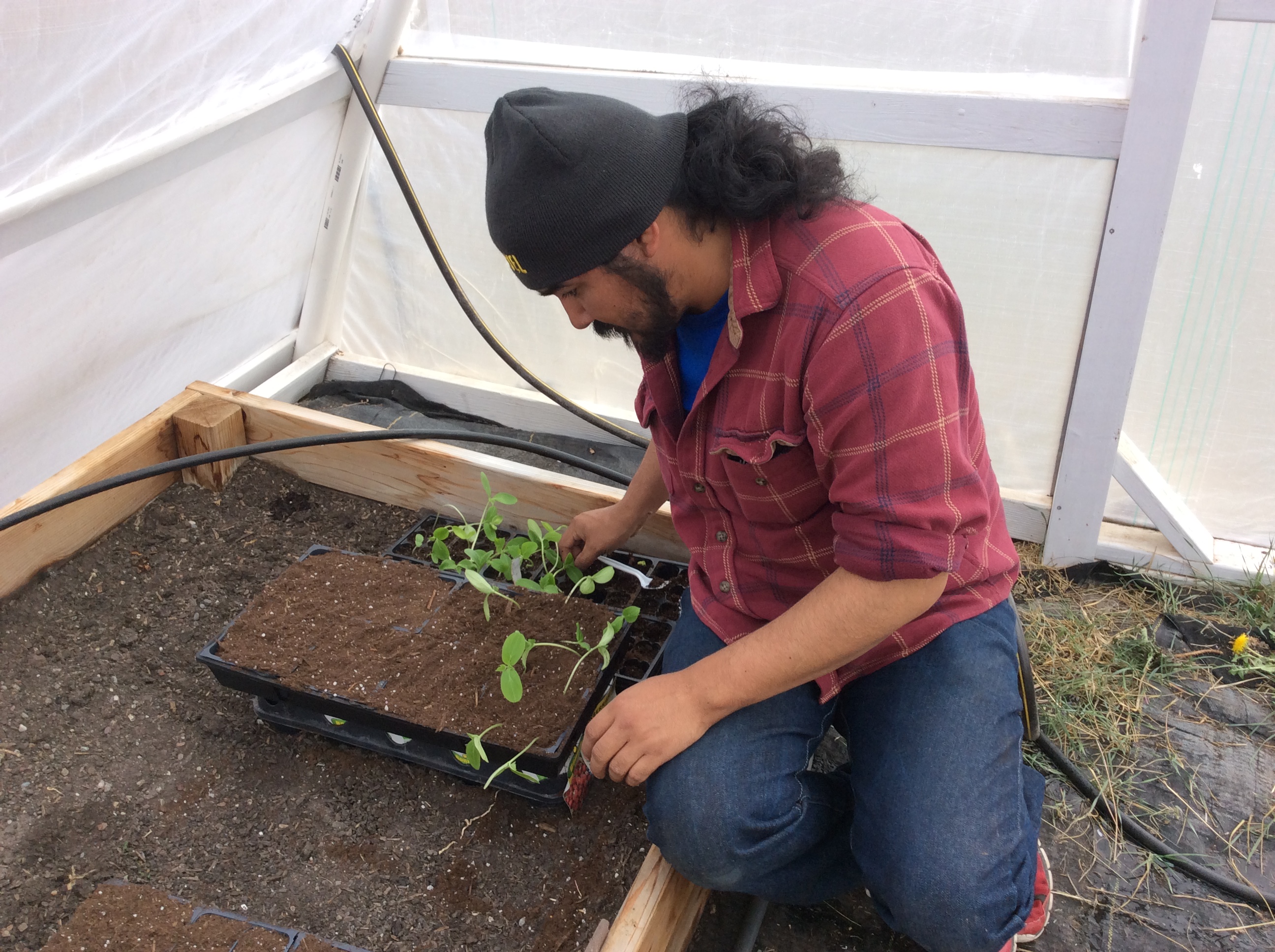 A participant plants seedlings in a tray