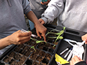 Participants plant seedlings in trays