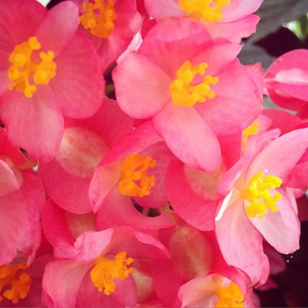 Close-up image of angel wing begonia female flowers