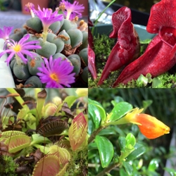 An image of a stone plant, picture plant, venus fly traps, and a goldfish plant flower