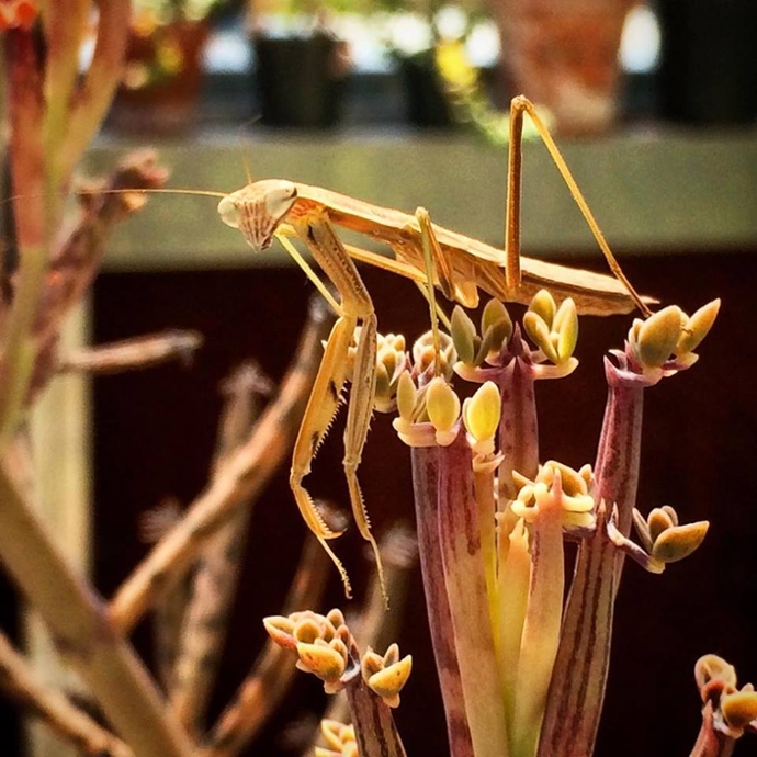Image of a praying mantis on a mother of millions plant