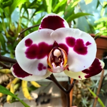 Image of a Phalaenopsis orchid