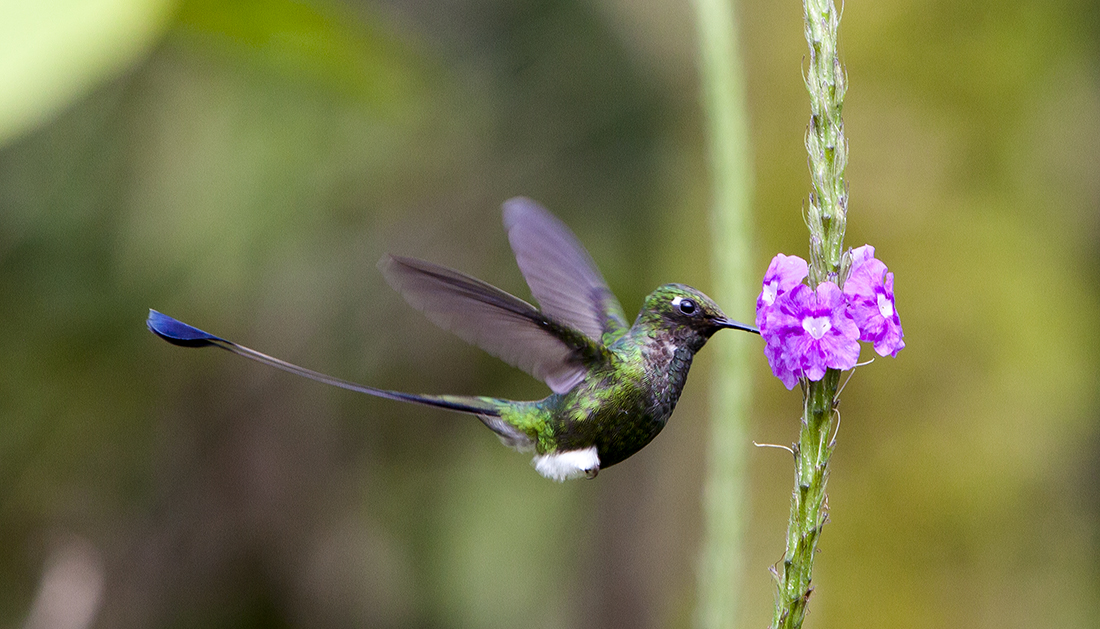 Verbena Attracts Hummingbirds | Flowers That Attract Hummingbirds To Keep In Your Homestead