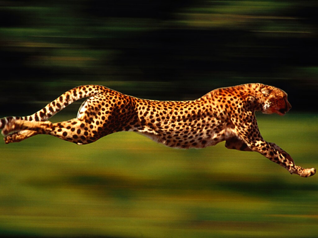 Cheetahs Cheetahs